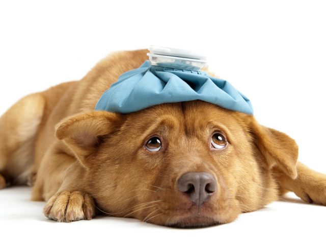 Are You More Likely to Get Sick When the Seasons Change?