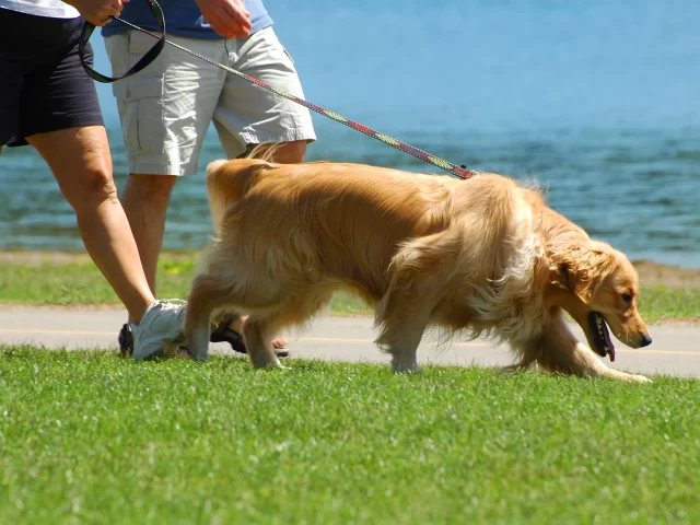 Is Owning a Dog Good for Your Heart?