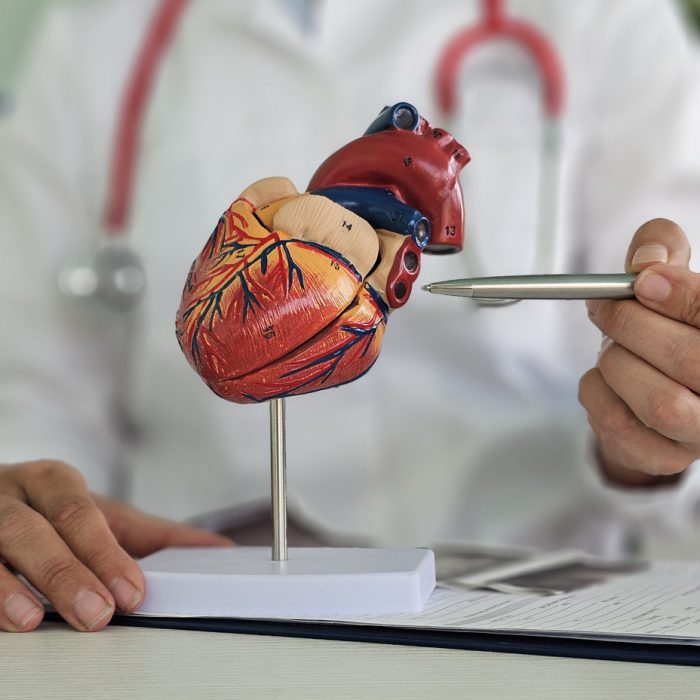 Cardiologist doctor shows anatomy of heart and blood vessels. diagnosis of cardiovascular diseases and treatment