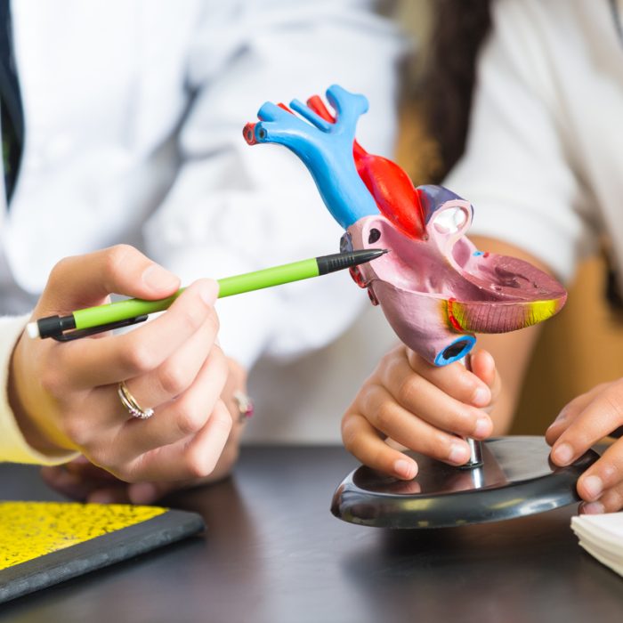 Teacher explaining something during science class using heart model